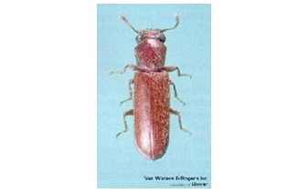 Powderpost Beetles
